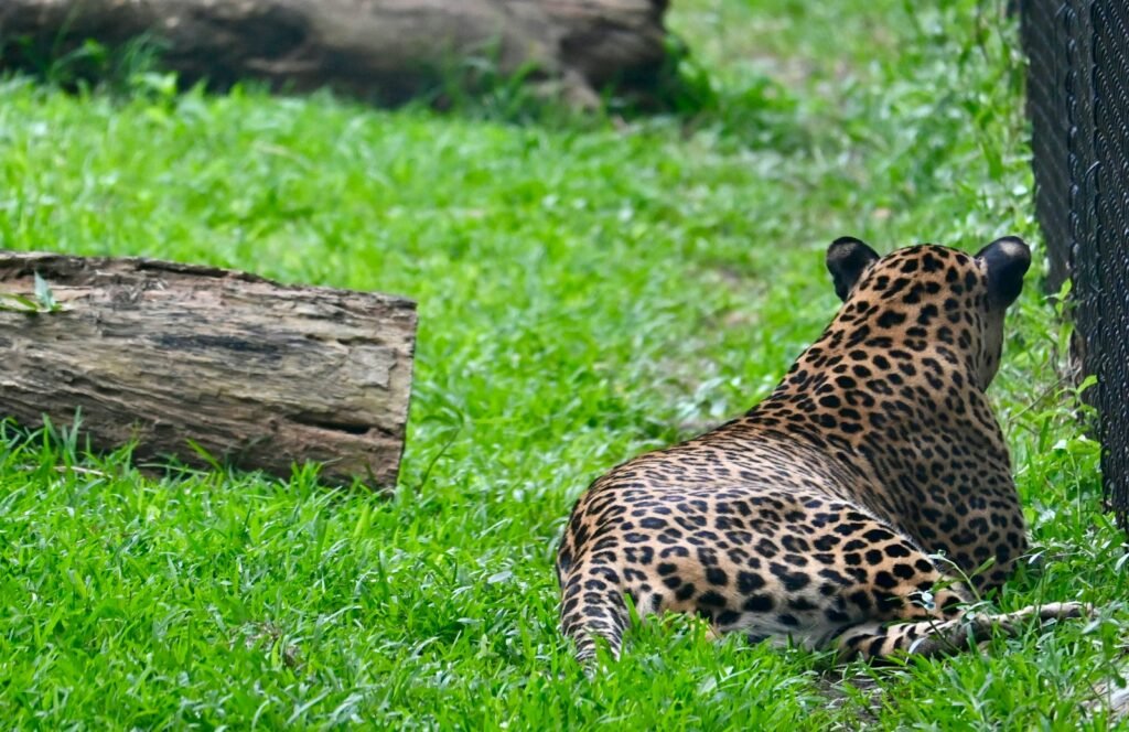 Urban expansion: A leopard laying in the grass next to a tree