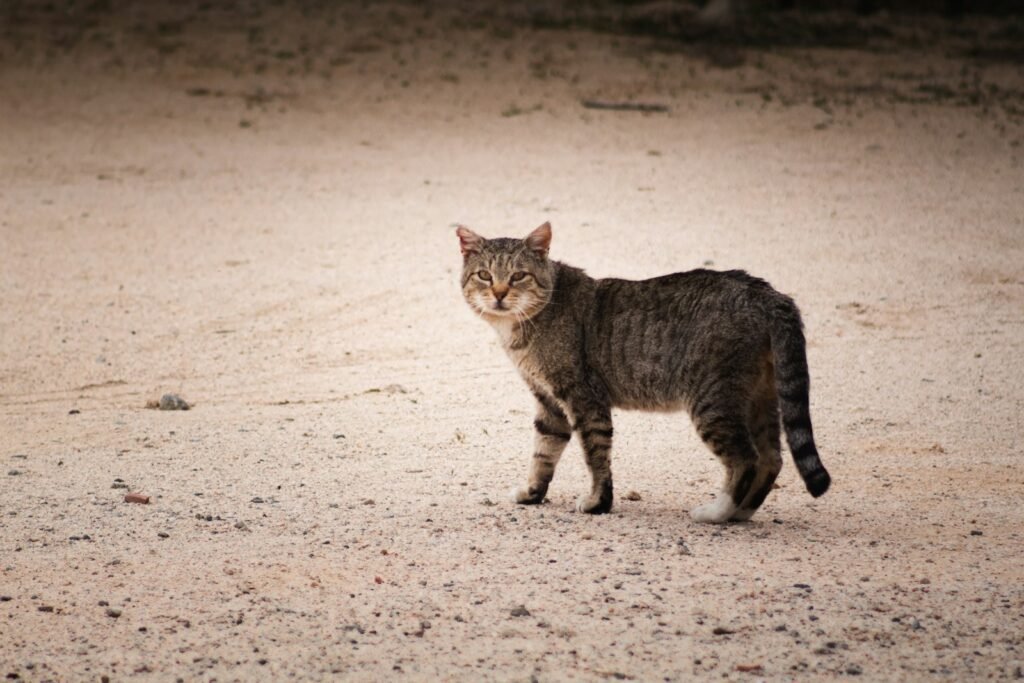 feral cat:brown tabby cat walking on sand during daytime