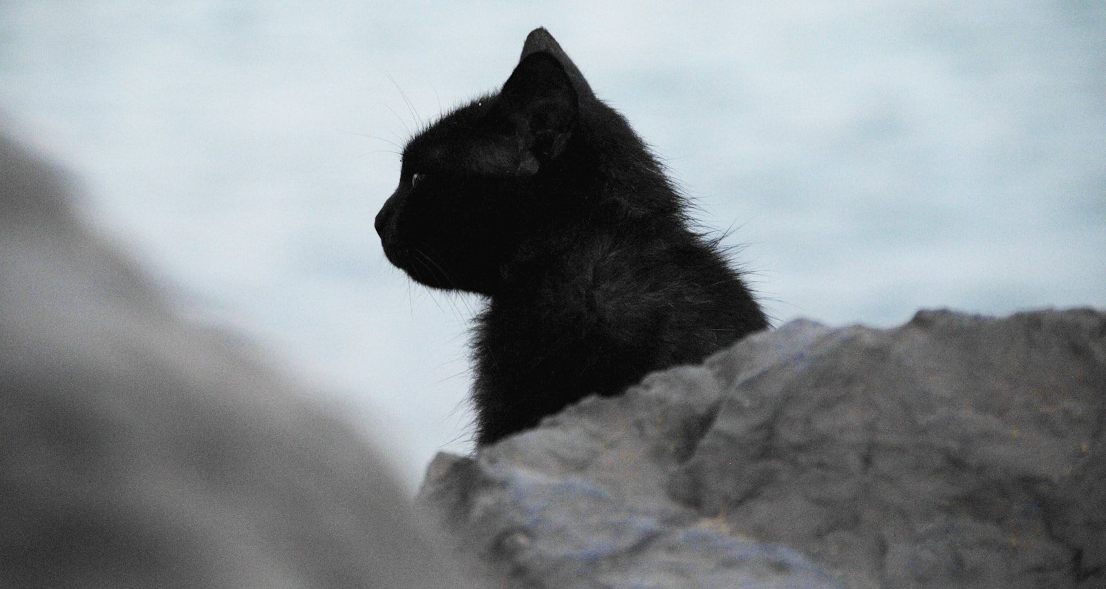  black cat behind stone from medieval europe.