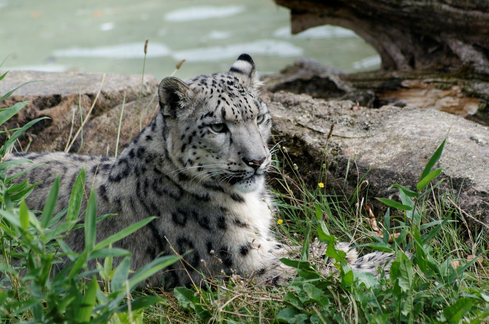 Photo by Robin Billy a snow leopard laying in the grass next to a body of water hunting