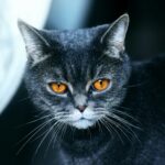 halloween and superstition: black cat in white background