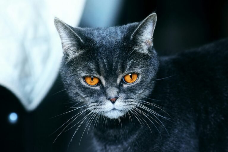 halloween and superstition: black cat in white background