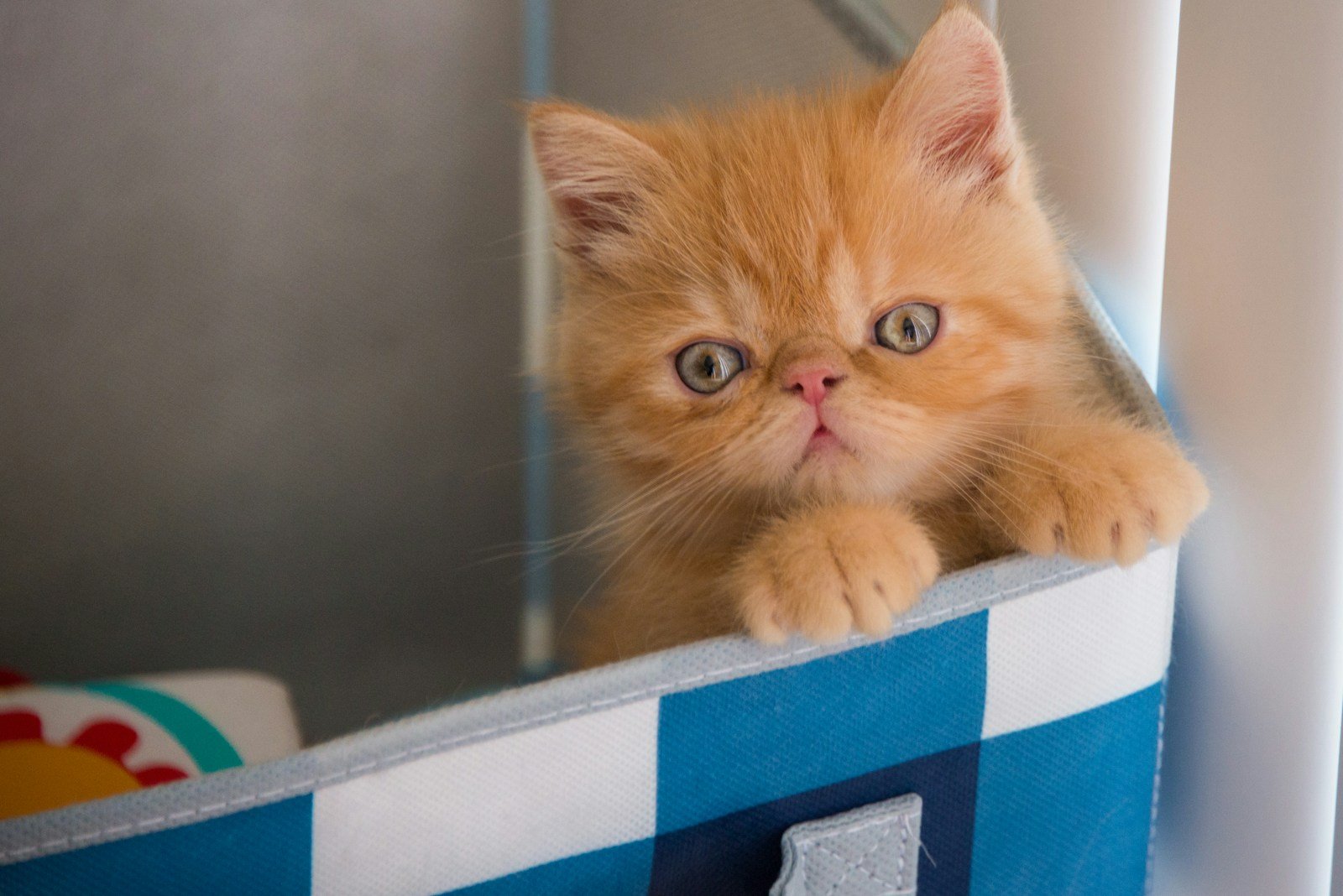 cat evolution: orange tabby kitten