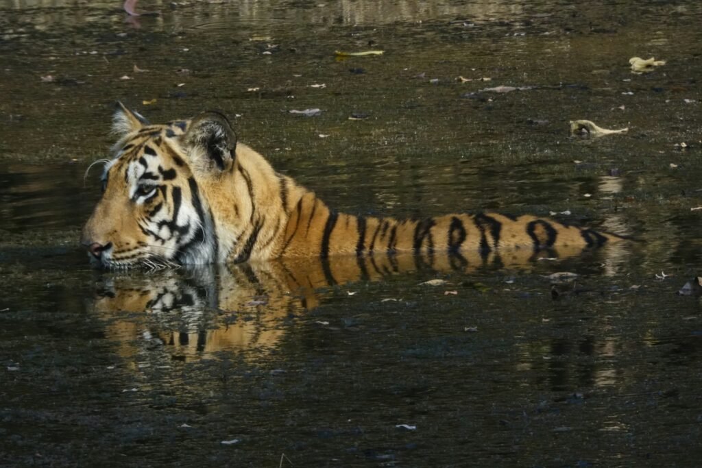 cat research: a tiger swimming in a body of water