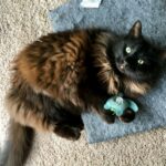 Cat toys: brown and black cat