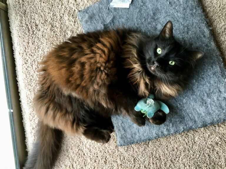 Cat toys: brown and black cat