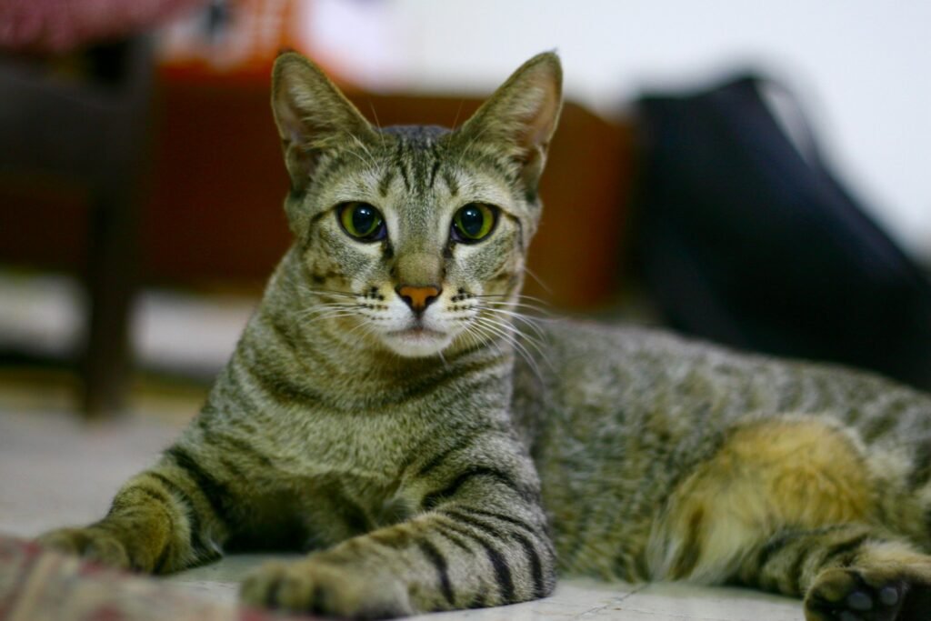 urban environment: a cat laying on the floor looking at the camera