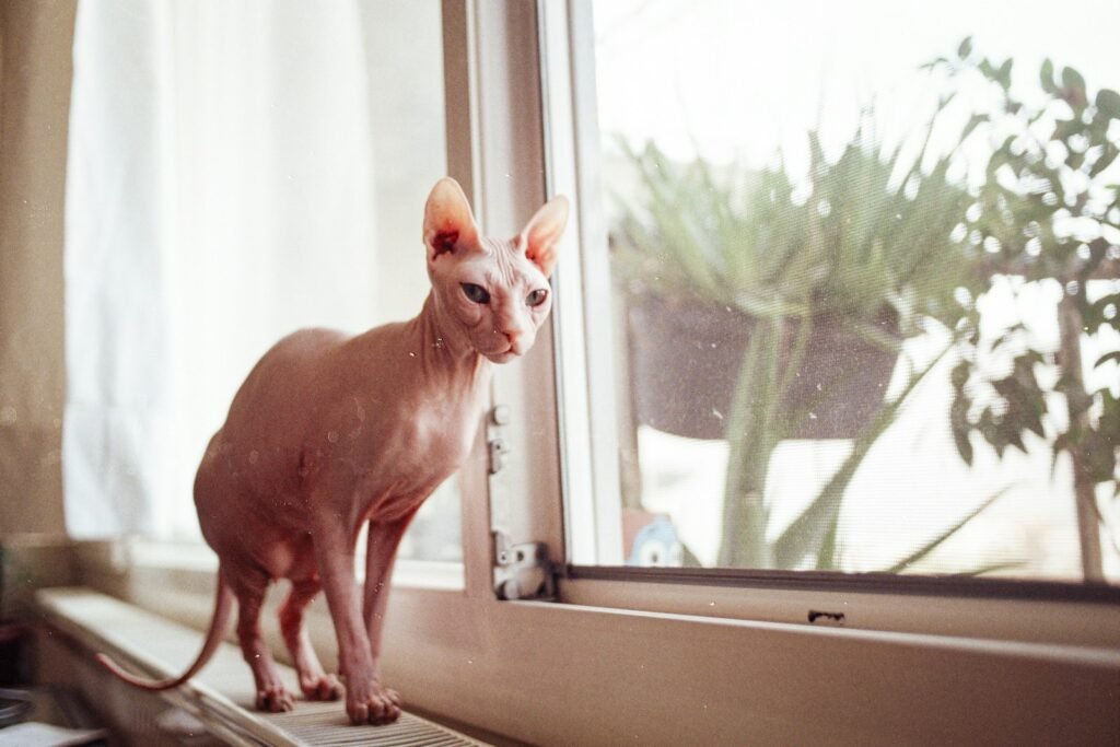 hairless cat: a hairless cat sitting on a window sill