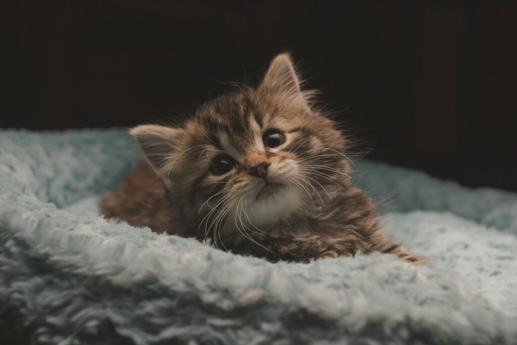 cat: brown tabby kitten on white textile