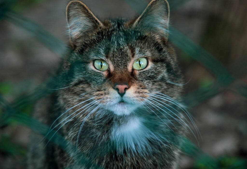 ancient culture: grey cat