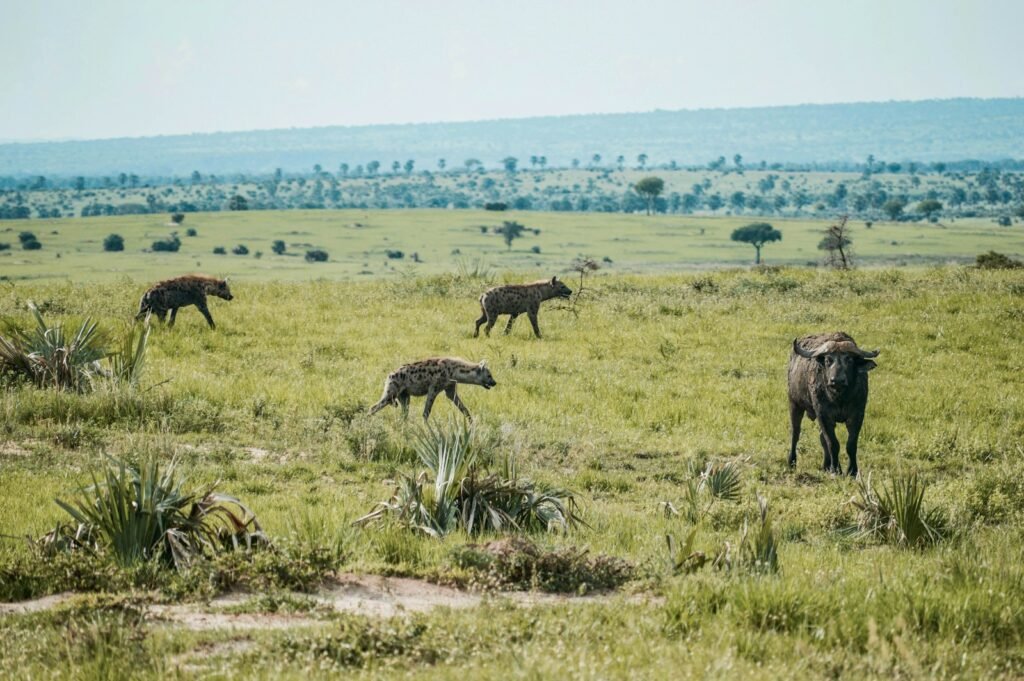 animals on green grass field at daytime
