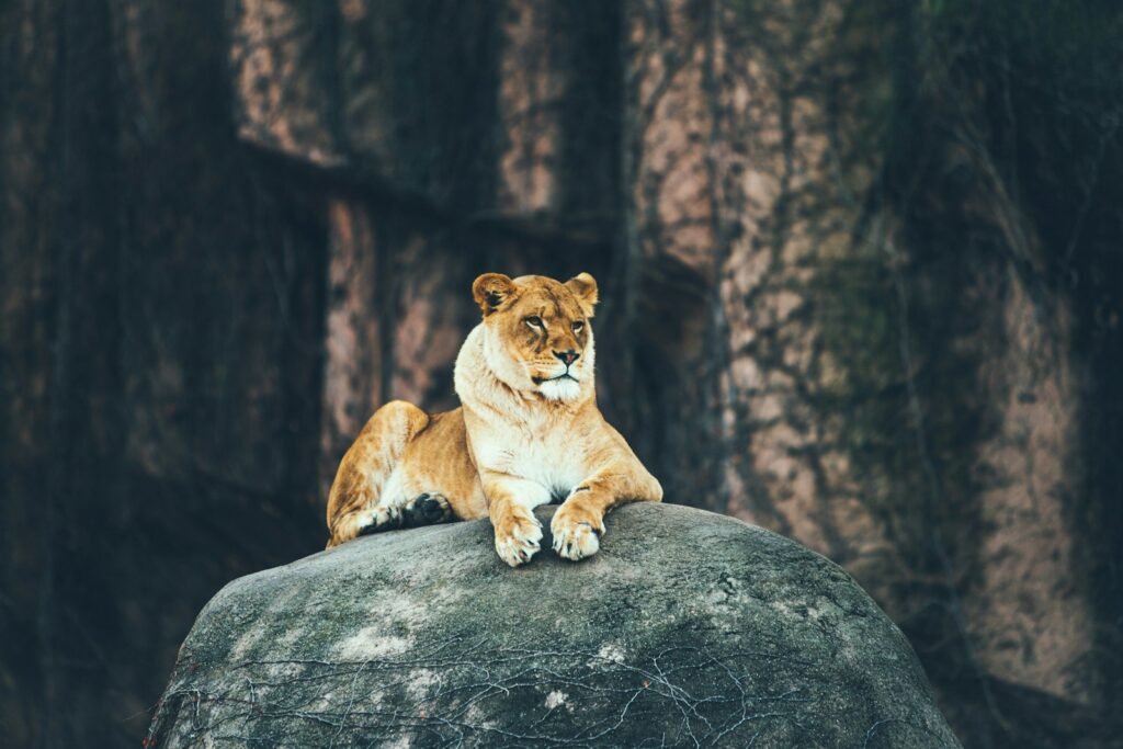 habitats: lioness laying on gray rock