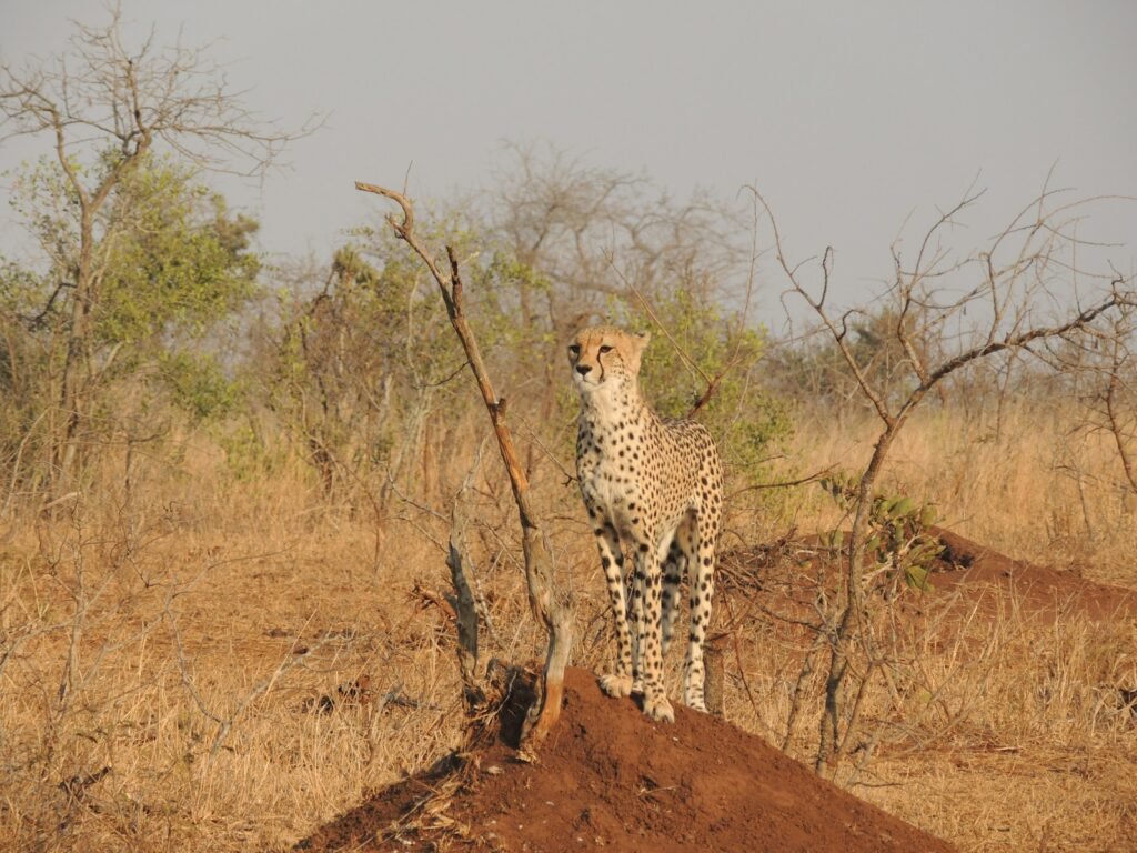 incredible skills: cheetah standing on brown soil