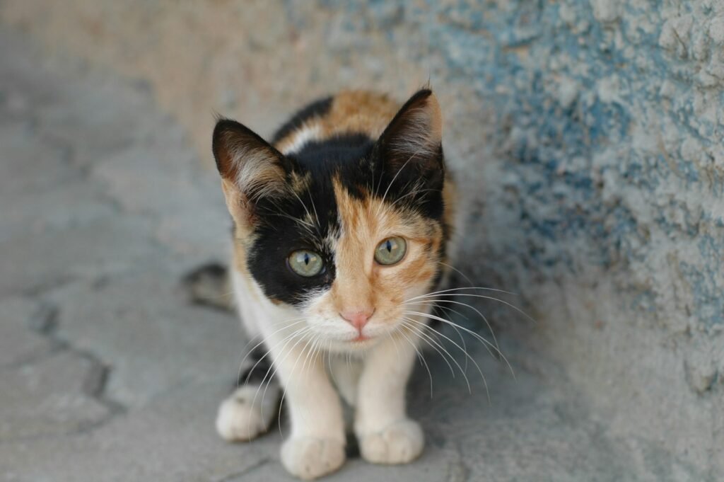 ecosystem: a black, orange and white cat sitting on the ground