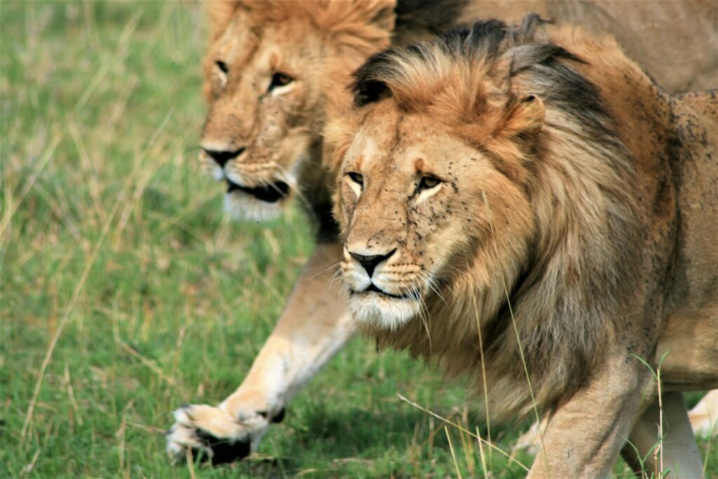 habitats: two brown lions during daytime
