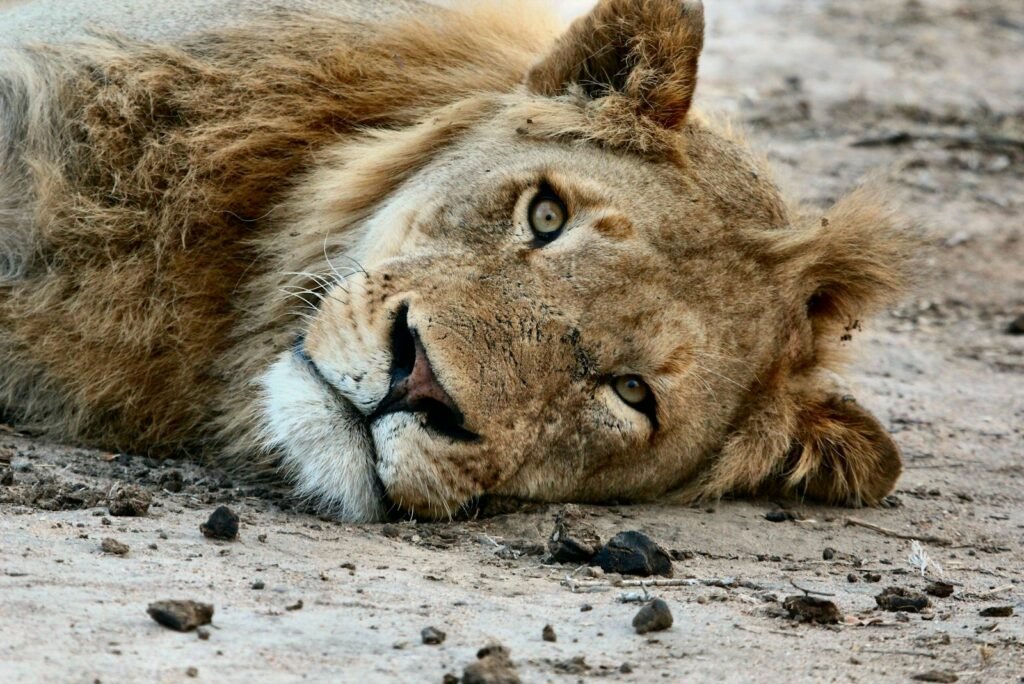 A lion lying on dry ground with its head resting, eyes partially open.