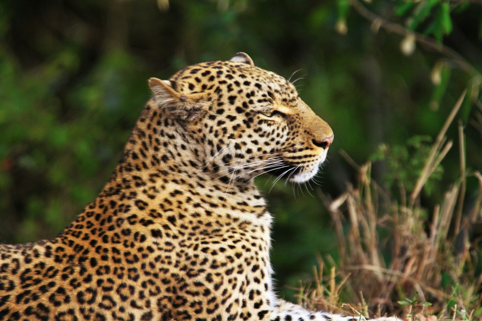 Photo by Pawan Sharma Humans: shallow focus photography of leopard