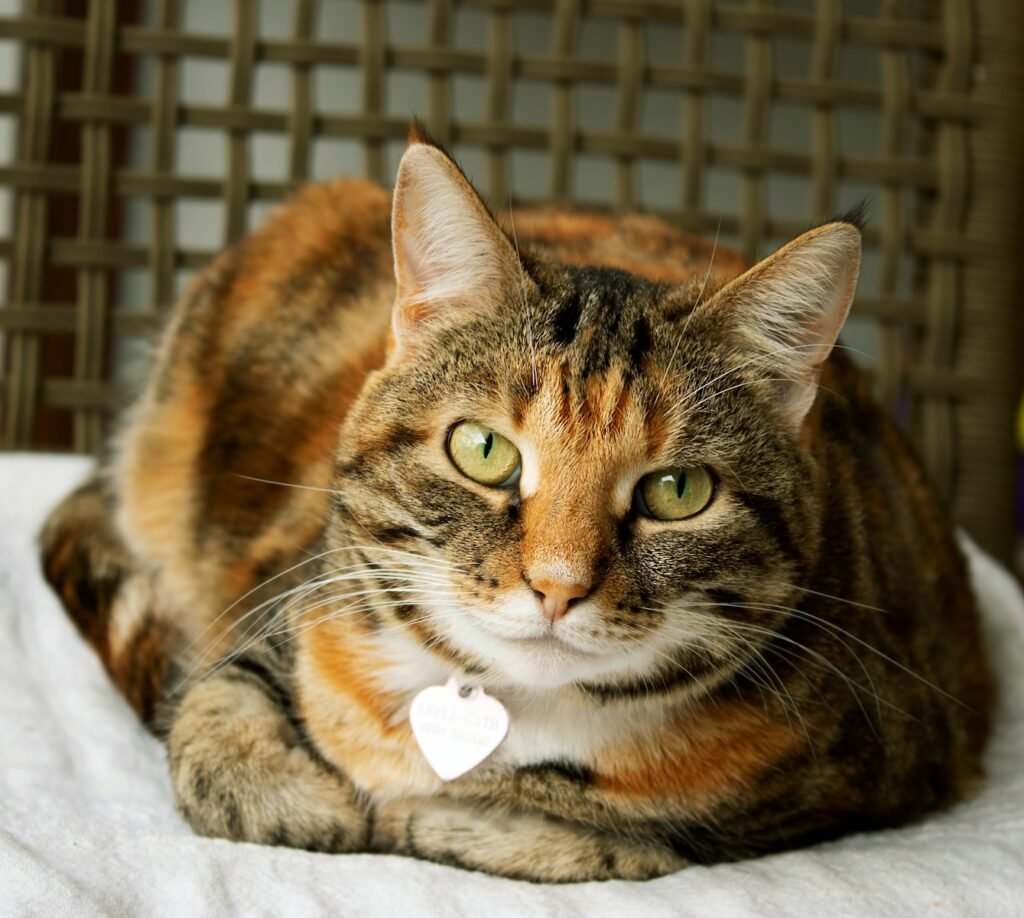 public parks: a cat lying down
