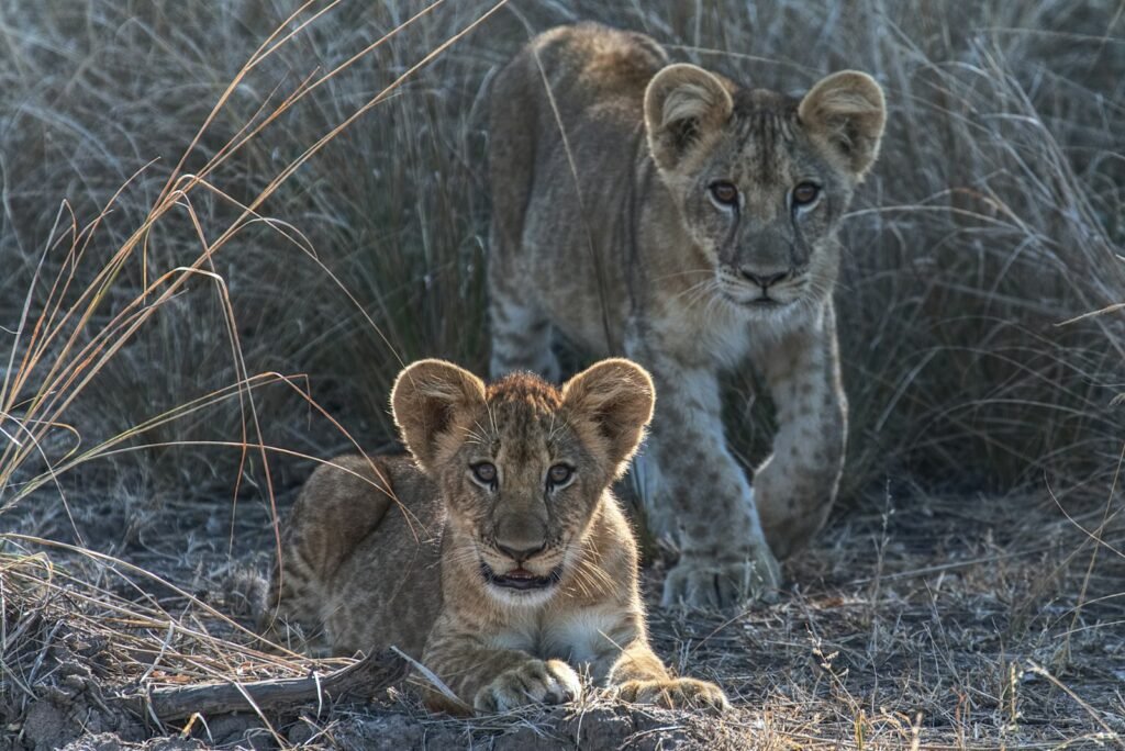 ancient culture: two cubs lying on brown grass