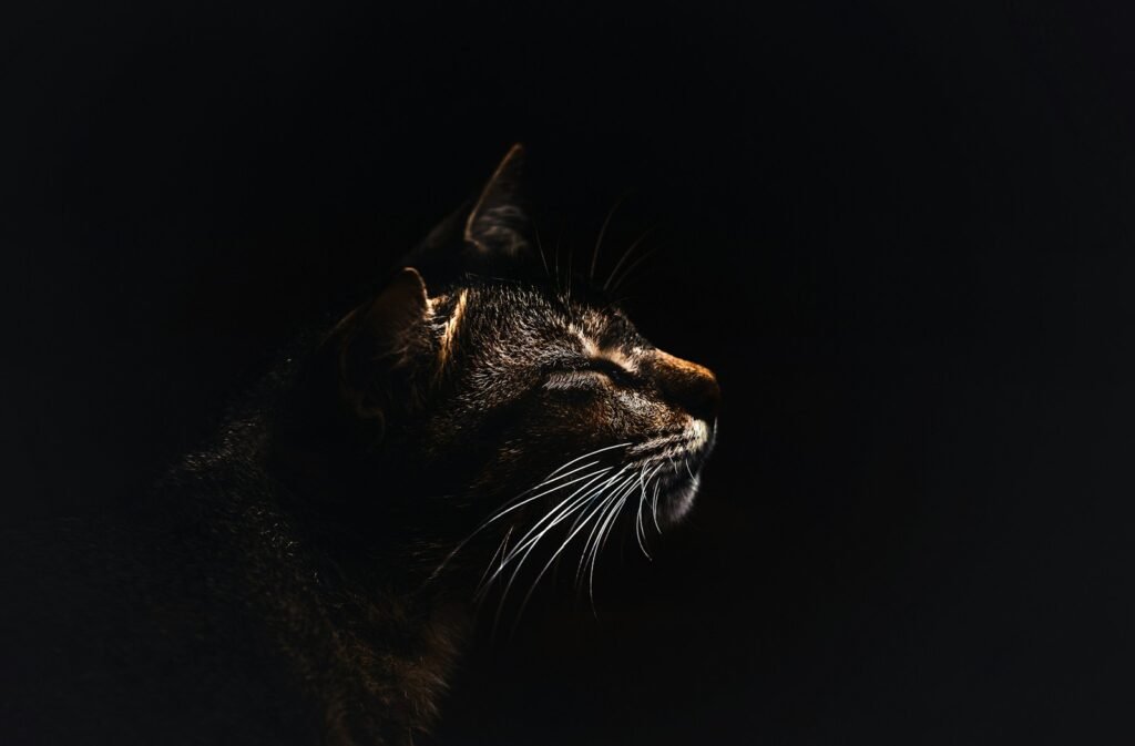 big cat reintroduction: photo of gray and brown cat