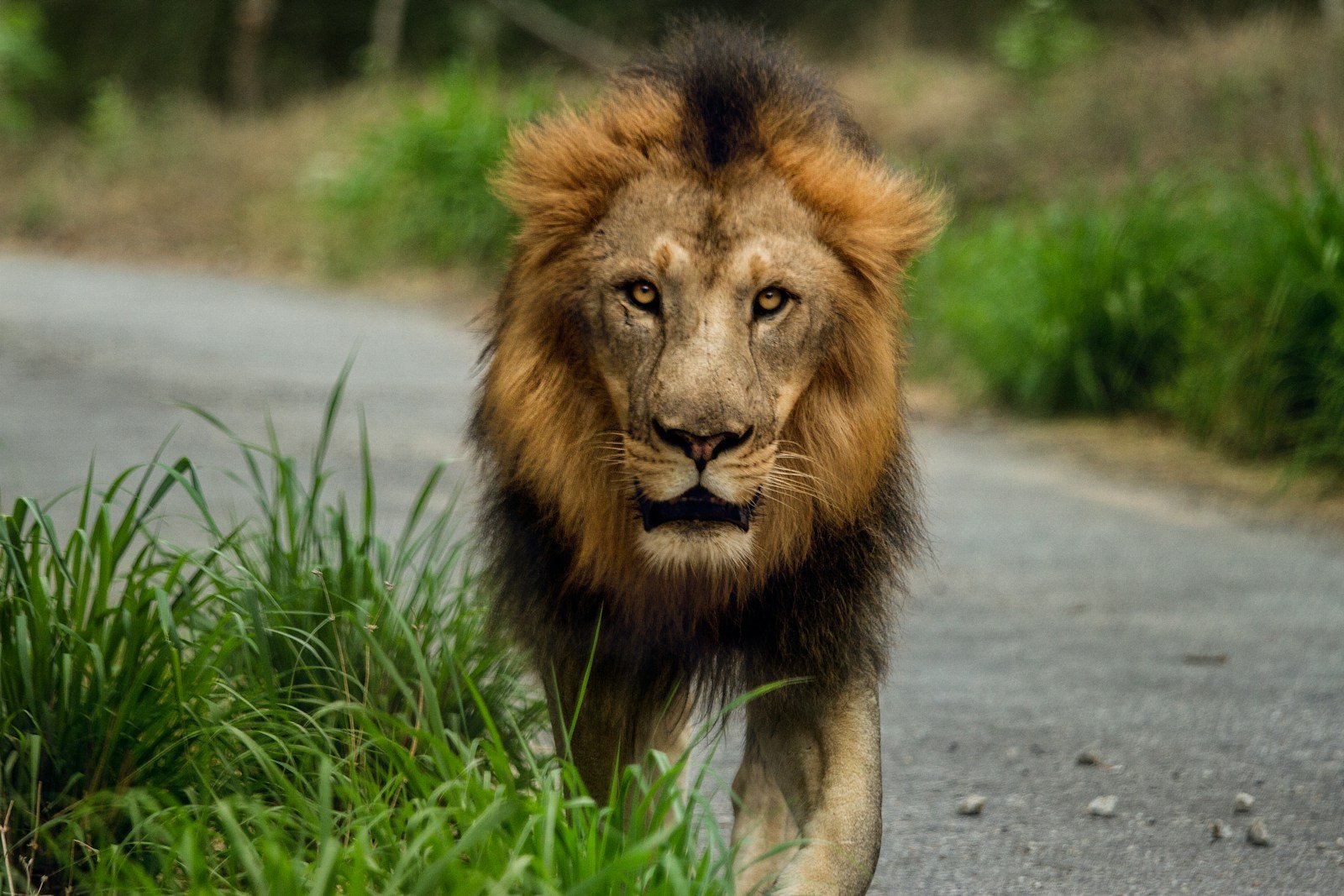 Big cats: Lion walking on road.