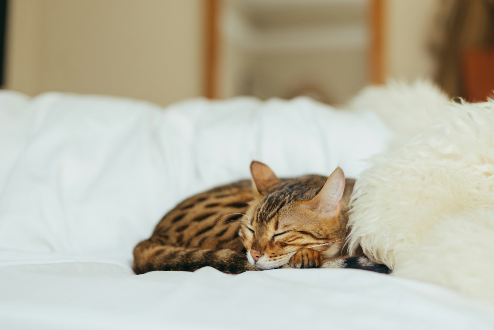 Photo by Paul Hanaoka sleeping leopard kitten napping