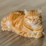 A relaxed orange tabby cat with closed eyes lying on a wooden floor, exuding calmness and contentment in a serene indoor setting.