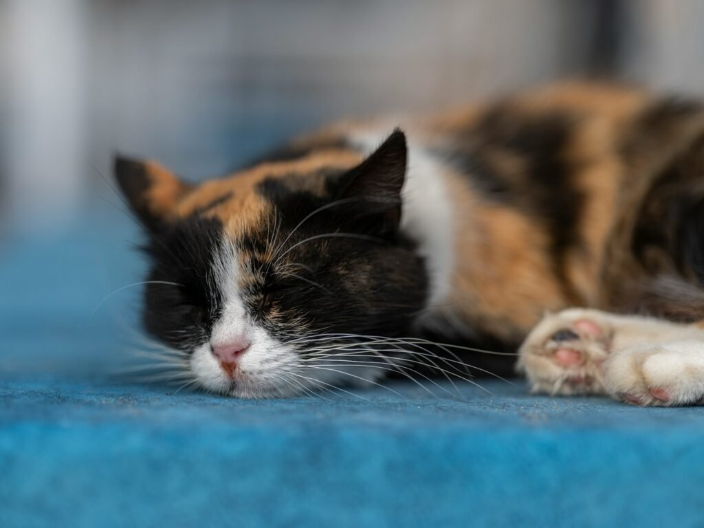 ancient culture: a calico cat sleeping on a blue carpet