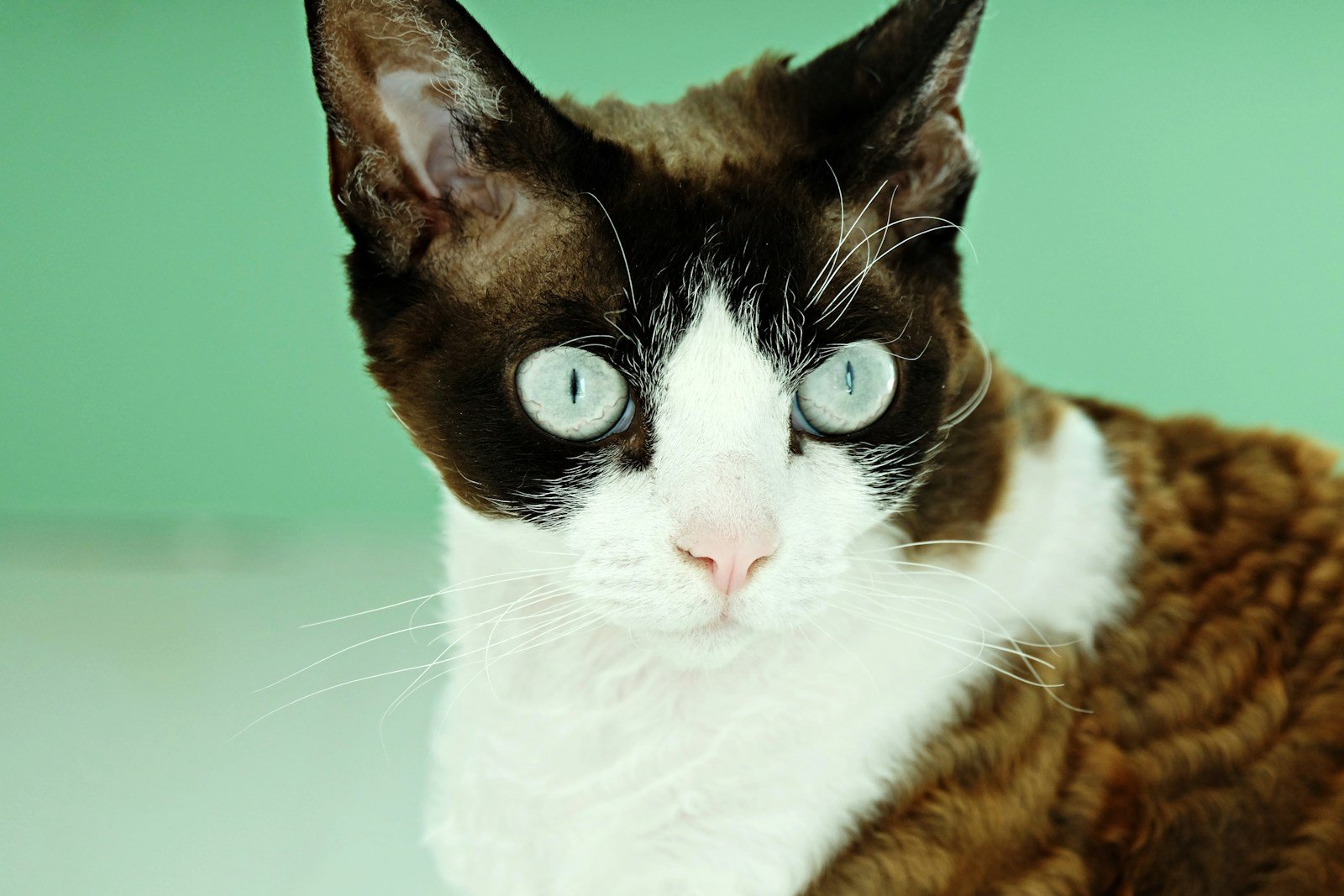 Photo by Pelle Asplund short-coated white and brown cats help humans