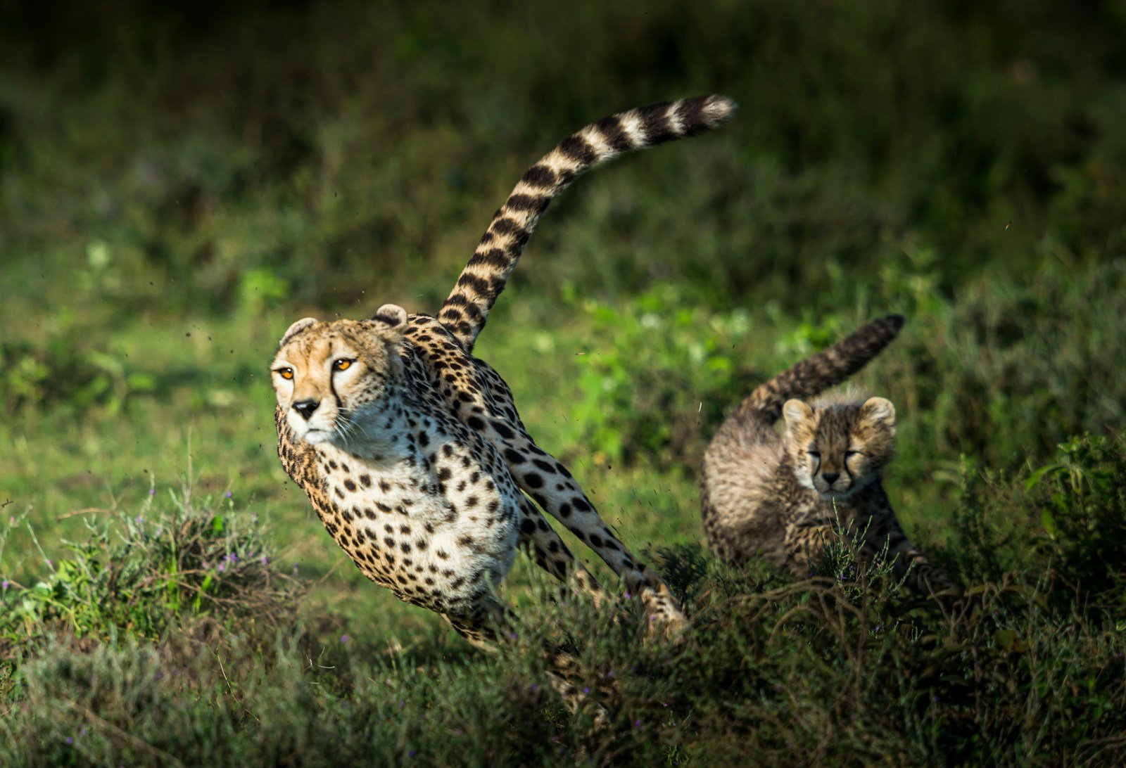Photo by Sammy Wong local communities: cheetah on green grass during daytime