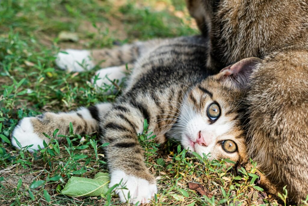 Cat breeding: A cat laying on the ground next to another cat