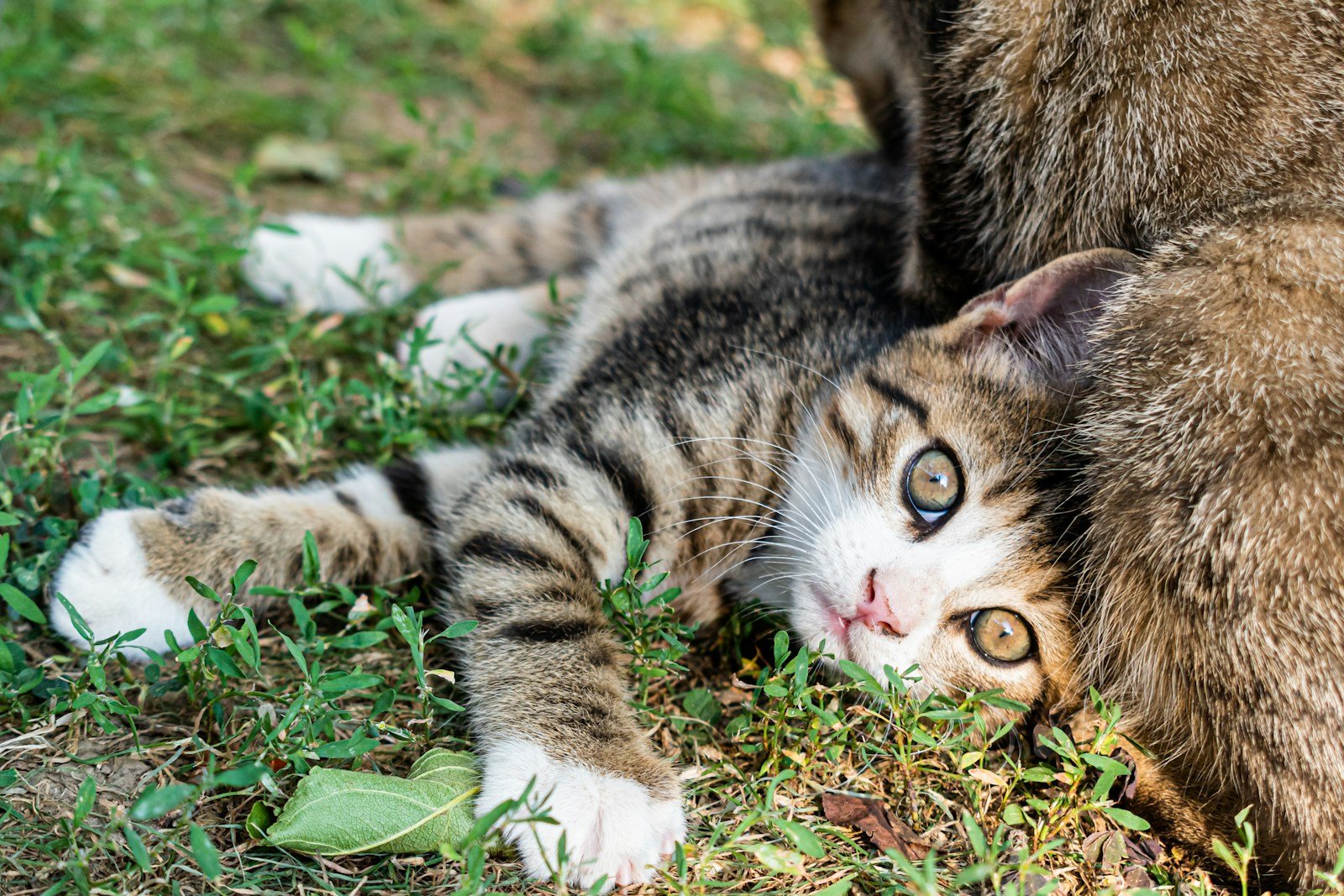 Cat breeding: A cat laying on the ground next to another cat