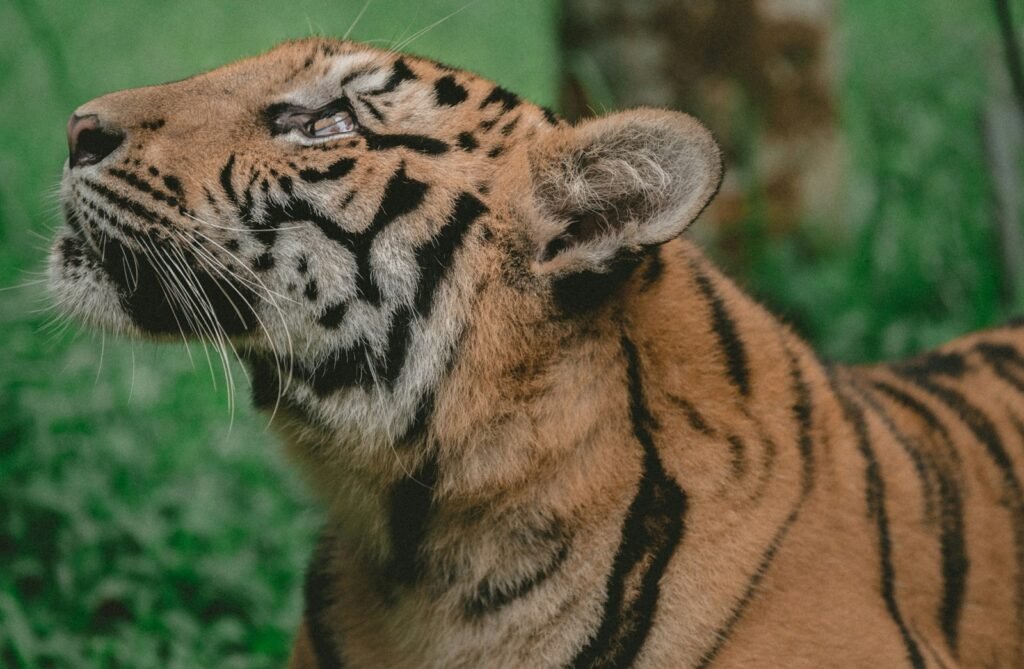 ecosystem: brown and black tiger on forest