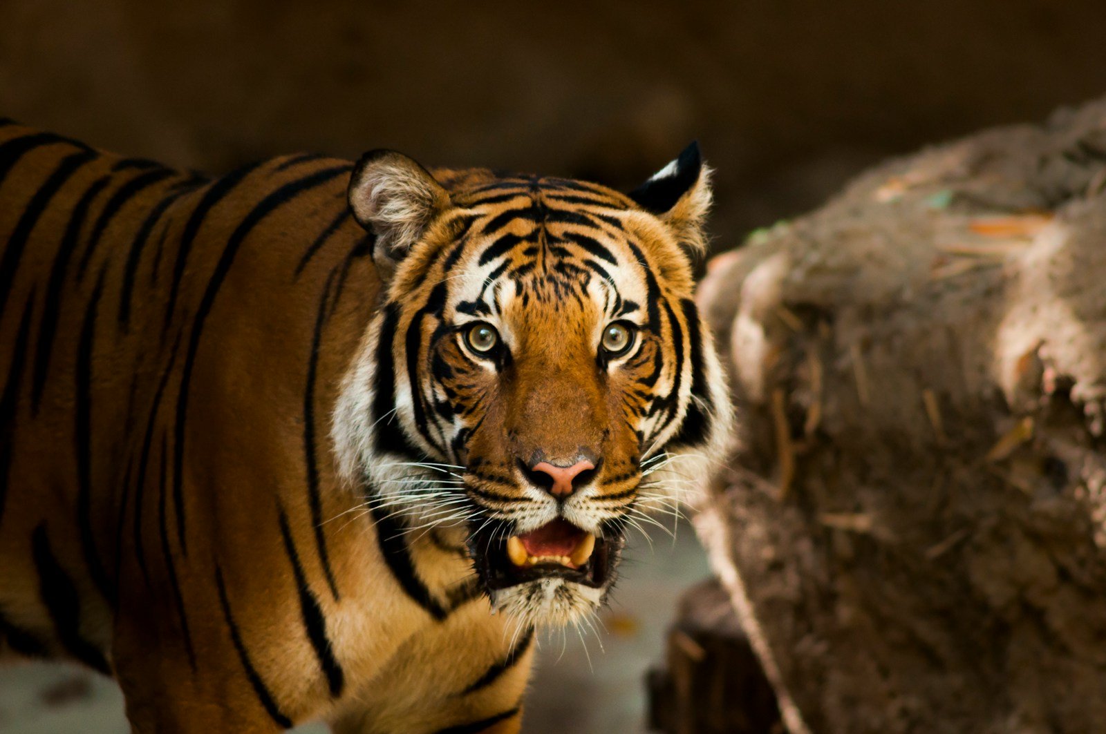 Big cats: photography of tiger