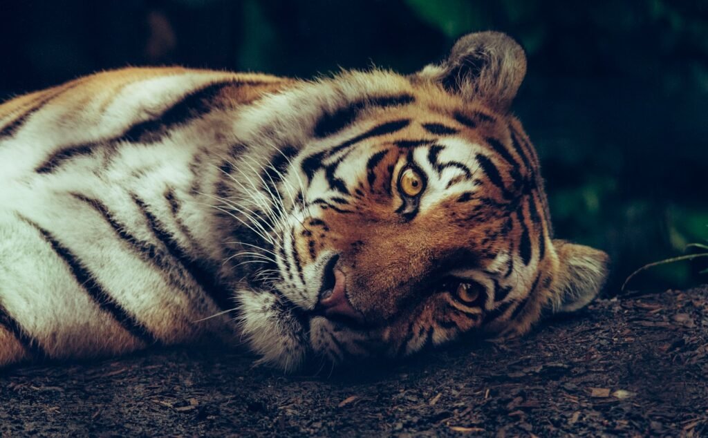 A Bengal tiger lying on the ground, gazing calmly with piercing amber eyes.