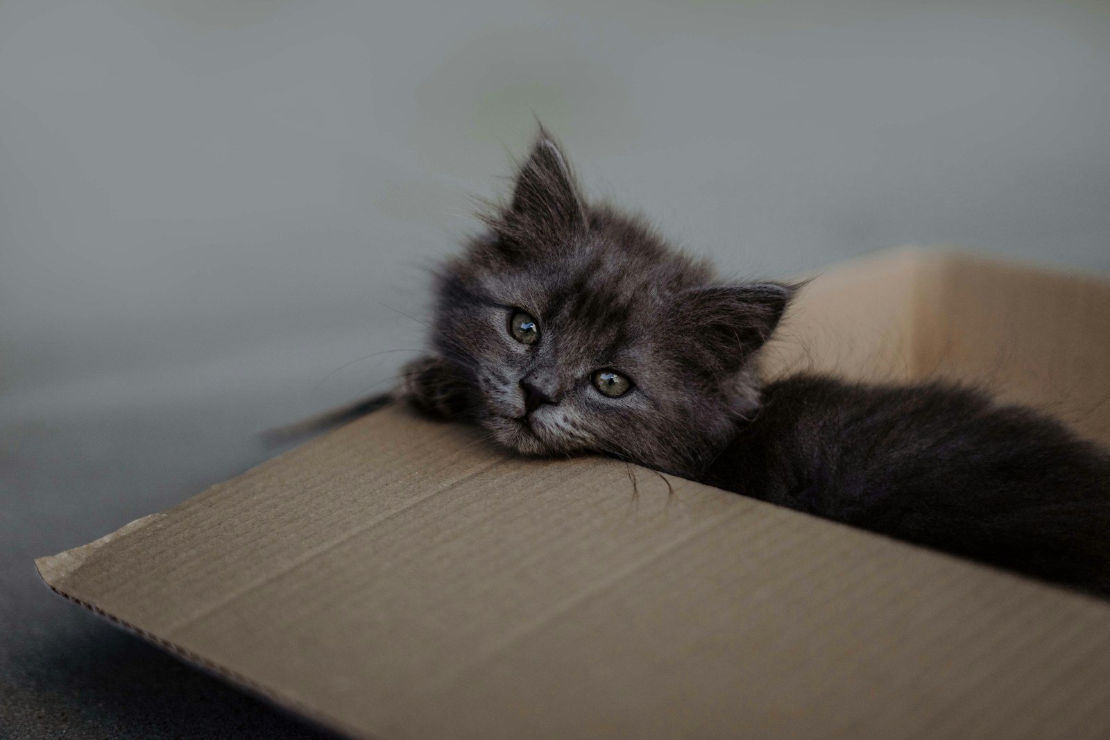 Photo by Lara Baeriswyl A cat in a cardboard box