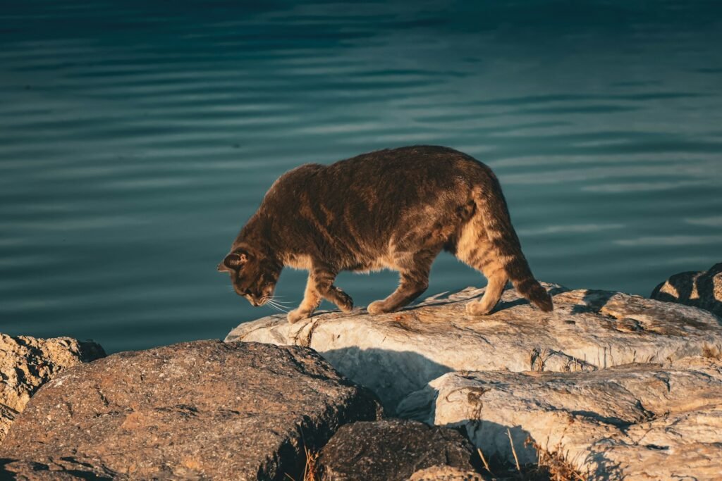 public park: a cat walking on a rock near a body of water