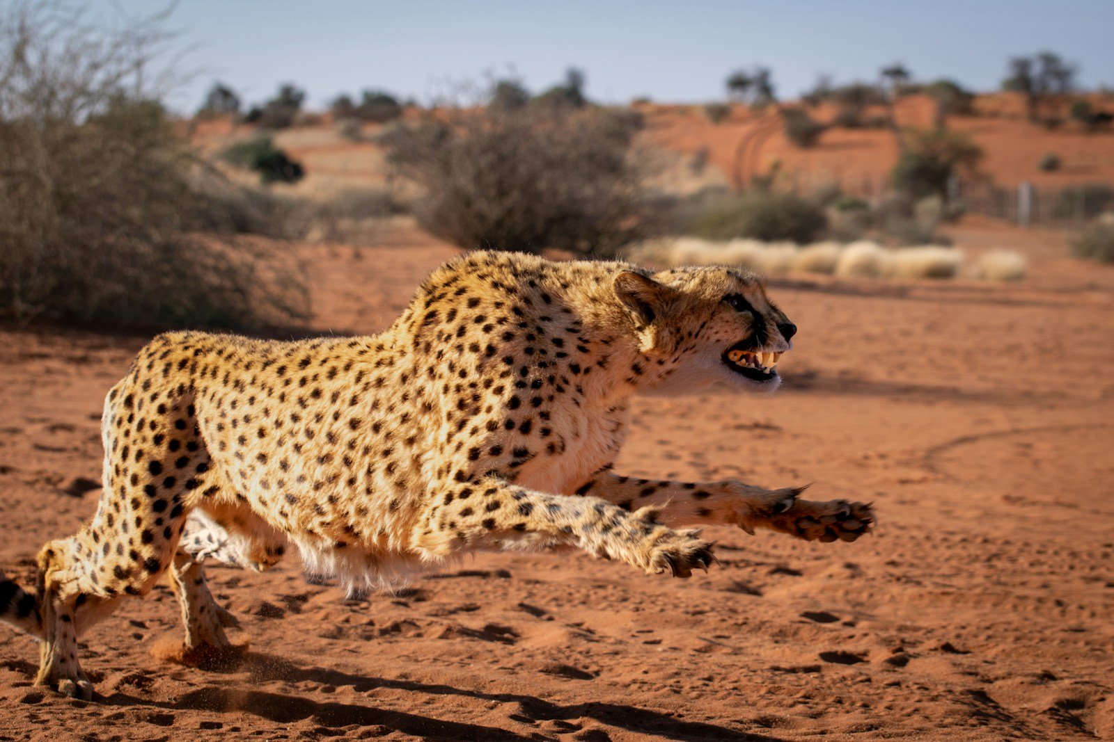 Photo by Andreas Vonlanthen a cheetah running in the desert with its mouth open for hunting