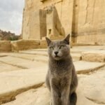 a gray cat sitting on top of a stone slab