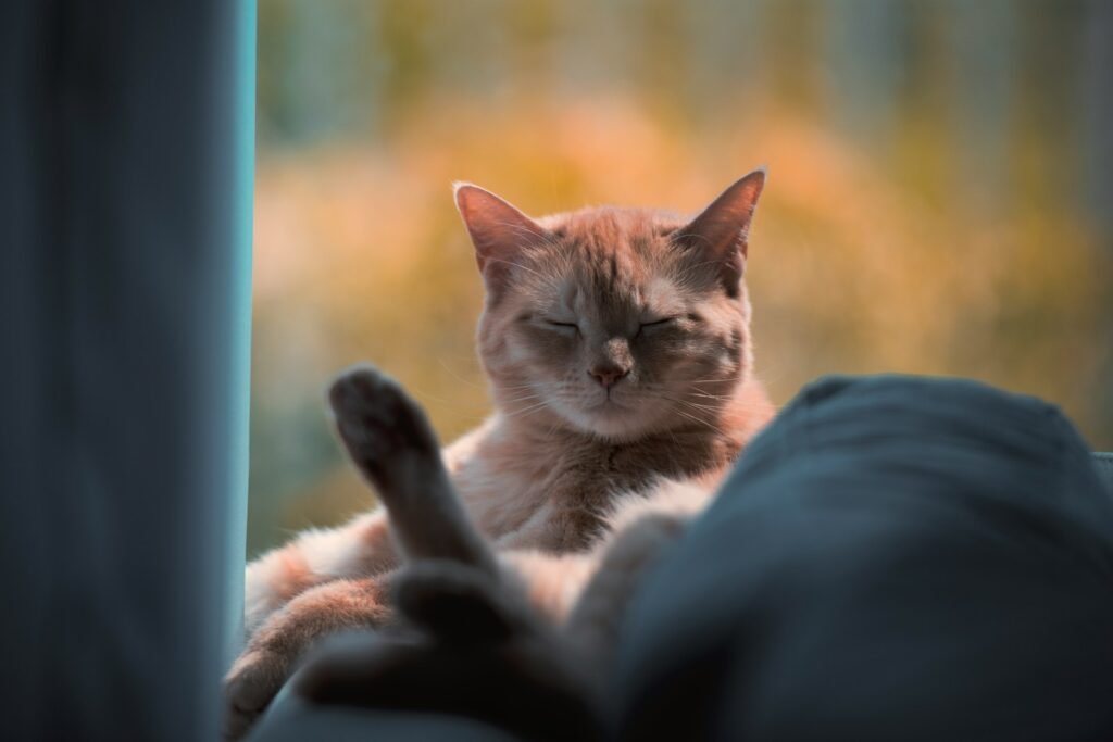 cat sleep