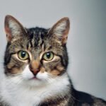 habitat: brown and white tabby cat