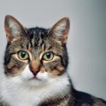 brown and white tabby cat