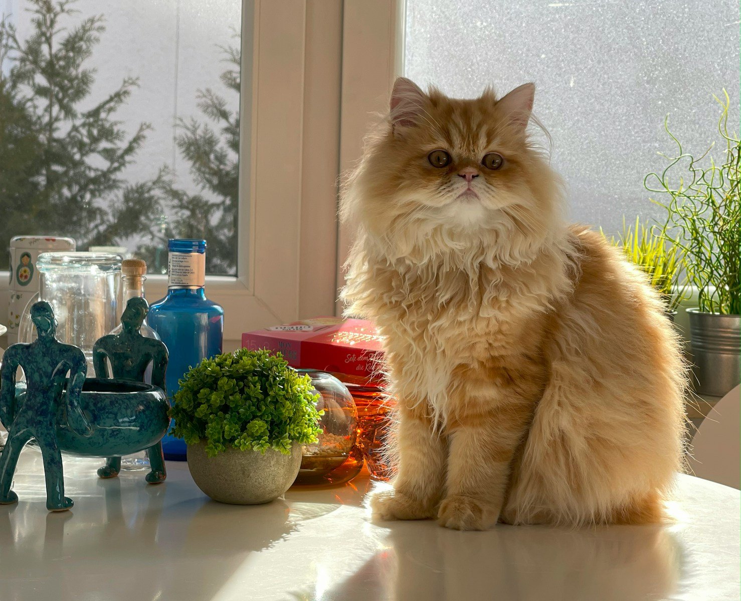 Photo by Mohammad Karami Cat warmth: A cat sitting on a counter next to a potted plant