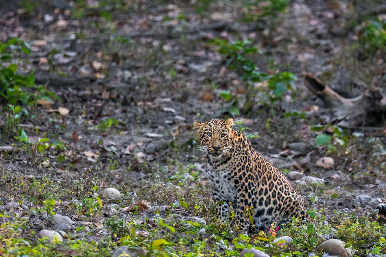 Photo by Vinit Modak Big cat photography: a leopard sitting in the middle of a field