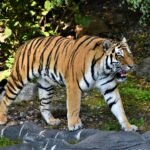 local communities: tiger lying on ground near green leaves during daytime