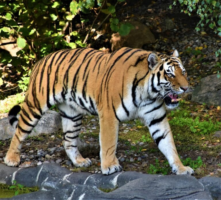 local communities: tiger lying on ground near green leaves during daytime