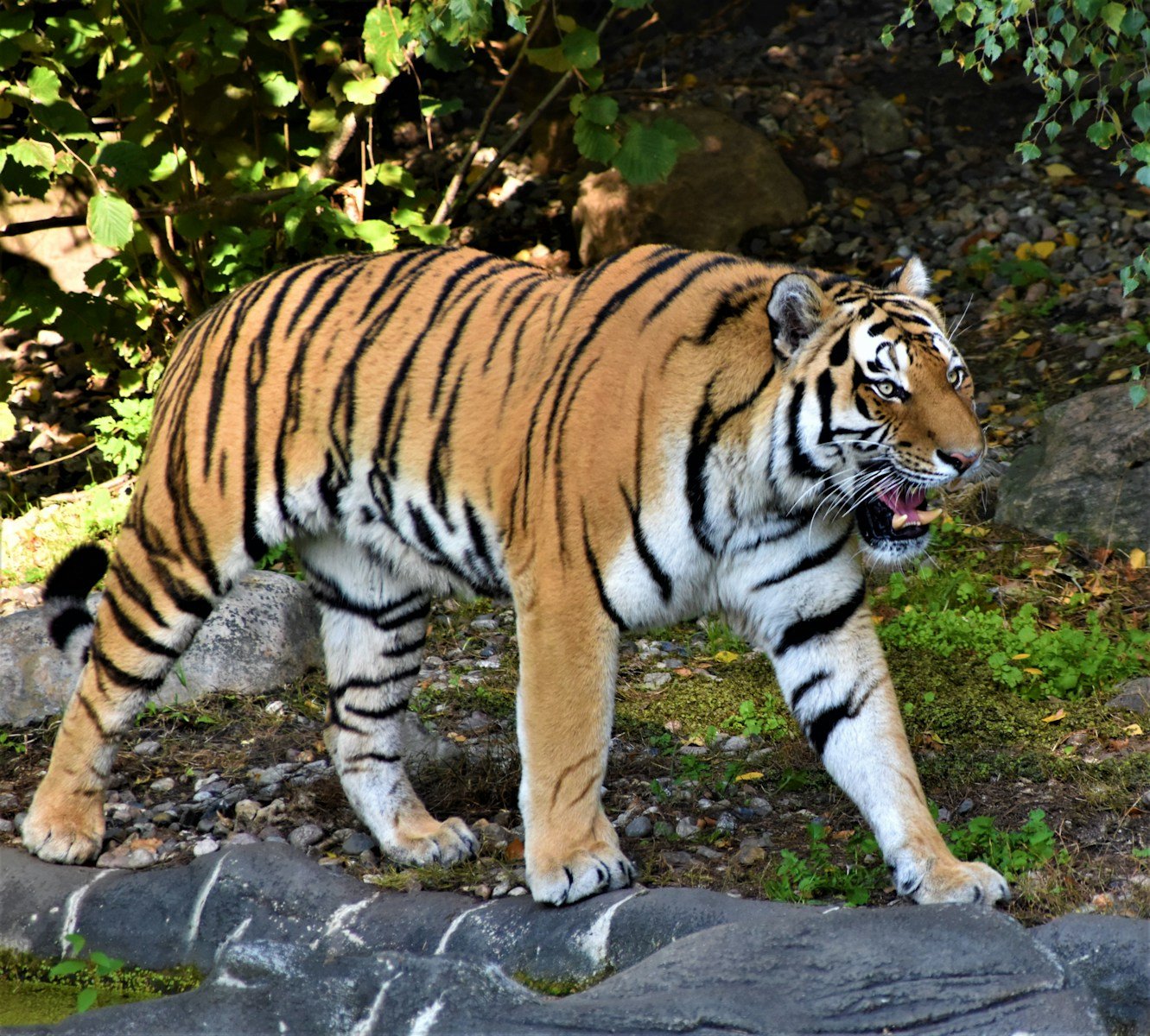 local communities: tiger lying on ground near green leaves during daytime