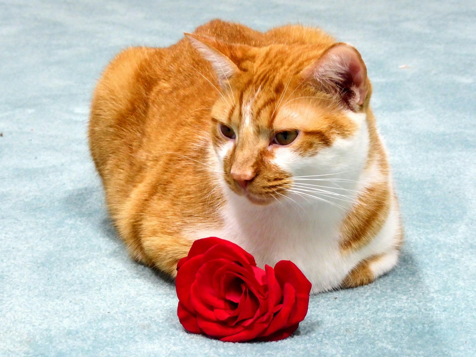 Photo by Karin Kim Cat scent: An orange and white cat sitting next to a red rose