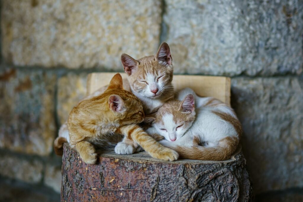 shy or nervous cat: orange tabby cat sleeping on brown wooden log
