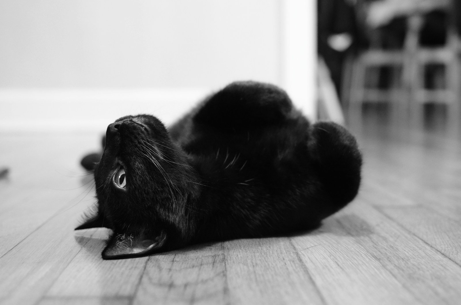 Cat breeding: black cat on wooden floor